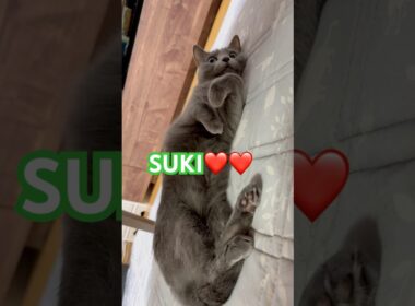 結局はSUKI❤️ #猫 #ロシアンブルー #shorts