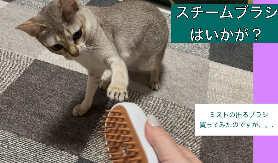 【シンガプーラ】スチームブラシ買ってみたんですが、、、＃猫＃猫動画