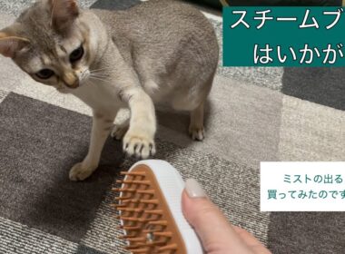 【シンガプーラ】スチームブラシ買ってみたんですが、、、＃猫＃猫動画