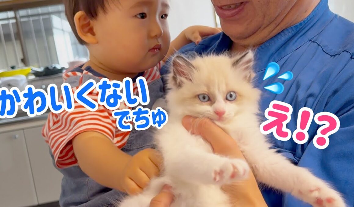 【大波乱】子猫に夢中で､拗ねちゃう赤ちゃんが面白かわいいw