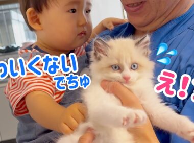 【大波乱】子猫に夢中で､拗ねちゃう赤ちゃんが面白かわいいw