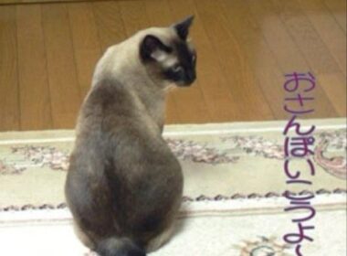 シャム猫ミースケブログ編集 Siamese cat's photo moｖie VOL.1