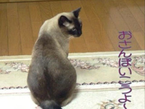 シャム猫ミースケブログ編集 Siamese cat's photo moｖie VOL.1