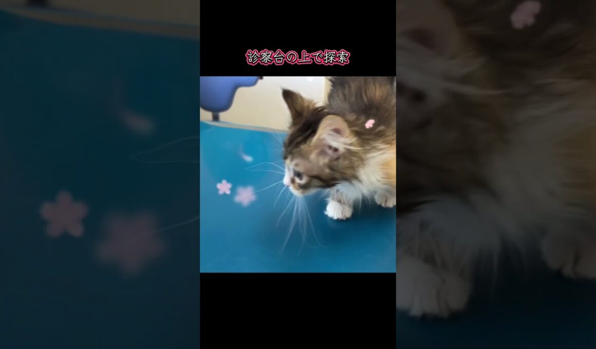 初対面のサイベリアンと健康診断に行った後は犬の上でお昼寝💤#マンチキン子猫 #マンチカンブリーダー #ななはちずルーム #神メソッド #飼い主様募集中