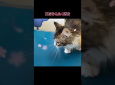 初対面のサイベリアンと健康診断に行った後は犬の上でお昼寝💤#マンチキン子猫 #マンチカンブリーダー #ななはちずルーム #神メソッド #飼い主様募集中