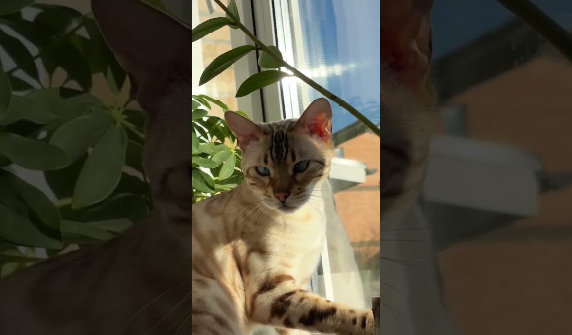 Ларс Косинус Бенгал 😽 Lars The Bengal Cat #cat #cute #kitty #funny #cutecat #funnycats #pets