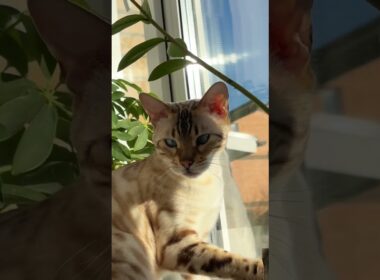 Ларс Косинус Бенгал 😽 Lars The Bengal Cat #cat #cute #kitty #funny #cutecat #funnycats #pets