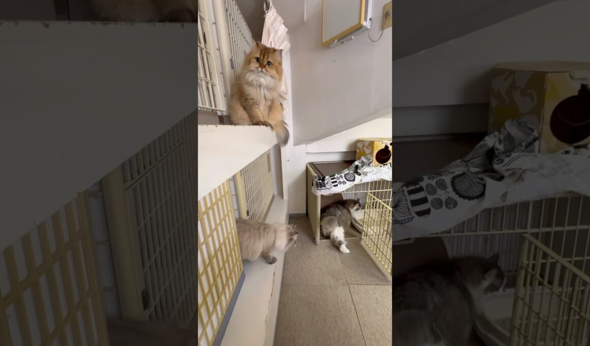 サイベリアンのレオ、ノルウェージャンフォレストキャットのモン、スコティッシュフォールドのメル、リアム、ブリティッシュショートヘアーのハク、ブリティッシュロングヘアーのきなこ【猫専用ホテル】#cat