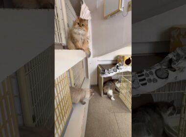 サイベリアンのレオ、ノルウェージャンフォレストキャットのモン、スコティッシュフォールドのメル、リアム、ブリティッシュショートヘアーのハク、ブリティッシュロングヘアーのきなこ【猫専用ホテル】#cat