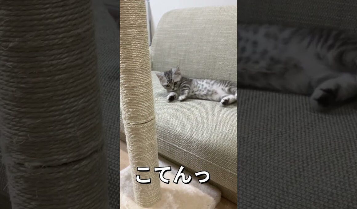 子猫の兄弟まるもるお迎え２２日目