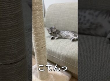 子猫の兄弟まるもるお迎え２２日目