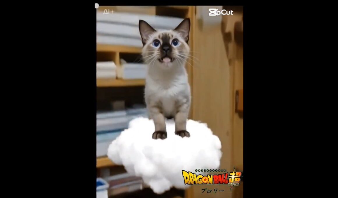 ちょこさん😺AI生成動画😸金斗雲に乗る #シャム猫 #たぬき猫 #ai生成動画