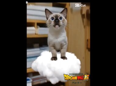 ちょこさん😺AI生成動画😸金斗雲に乗る #シャム猫 #たぬき猫 #ai生成動画