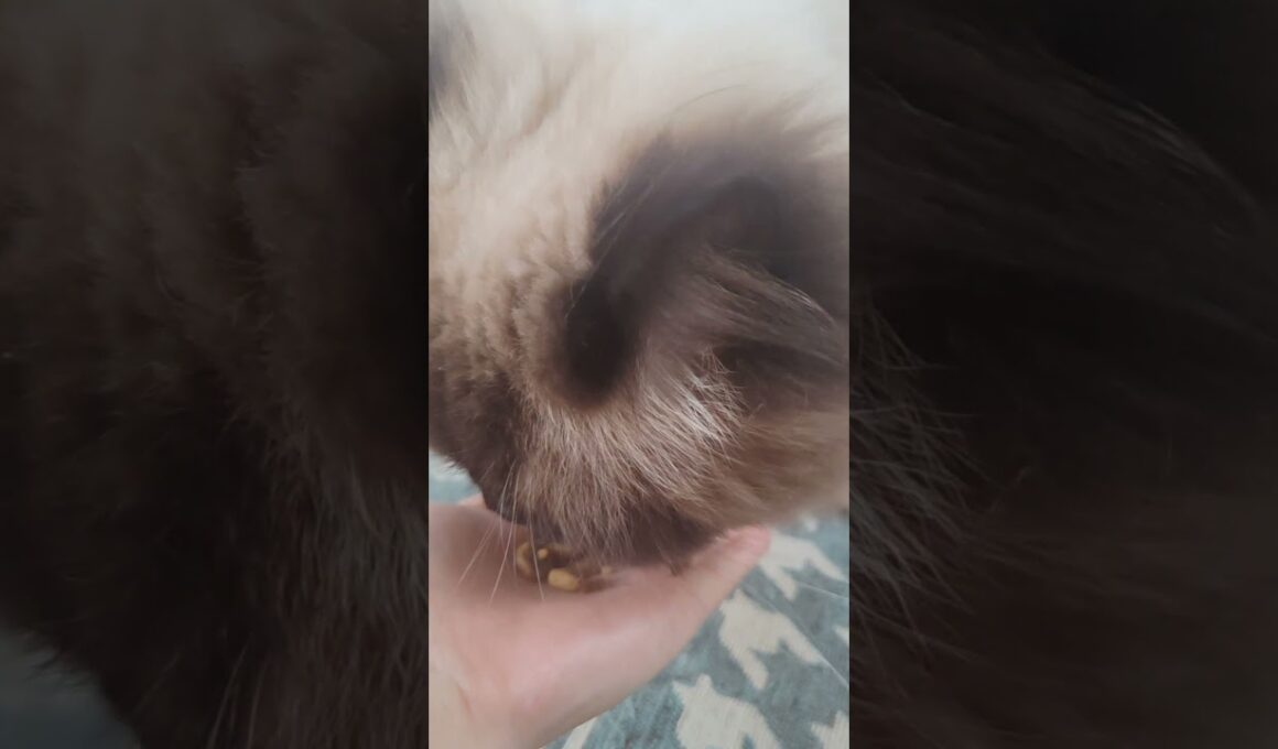 今日のおやつ　#ヒマラヤン #ねこ　#猫　#おやつ　#三ツ星グルメ　#銀のスプーン
