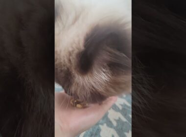 今日のおやつ　#ヒマラヤン #ねこ　#猫　#おやつ　#三ツ星グルメ　#銀のスプーン