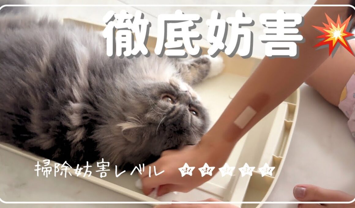 娘のトイレ掃除に乱入！！愛猫ぷくの“徹底ジャマ”スタイル😹