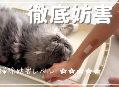娘のトイレ掃除に乱入！！愛猫ぷくの“徹底ジャマ”スタイル😹