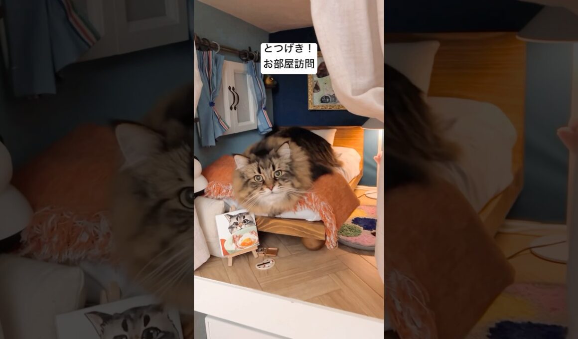 自慢の寝室 #サイベリアン #cat #猫 #ヤマネコ #猫部屋 #DIY
