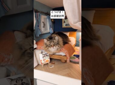 自慢の寝室 #サイベリアン #cat #猫 #ヤマネコ #猫部屋 #DIY