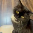 デザート目当てだと疑われた猫　ラガマフィンThe cat was suspected of being after dessert. Ragamuffin