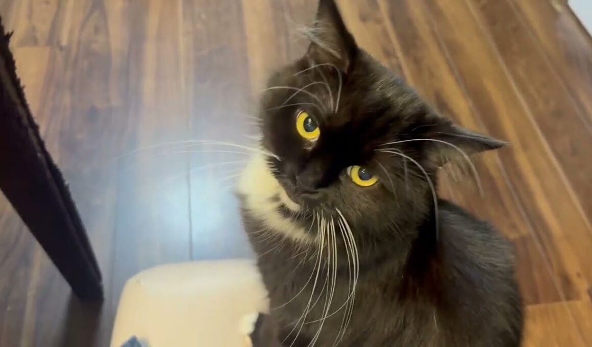 デザート目当てだと疑われた猫　ラガマフィンThe cat was suspected of being after dessert. Ragamuffin
