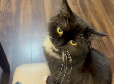 デザート目当てだと疑われた猫　ラガマフィンThe cat was suspected of being after dessert. Ragamuffin
