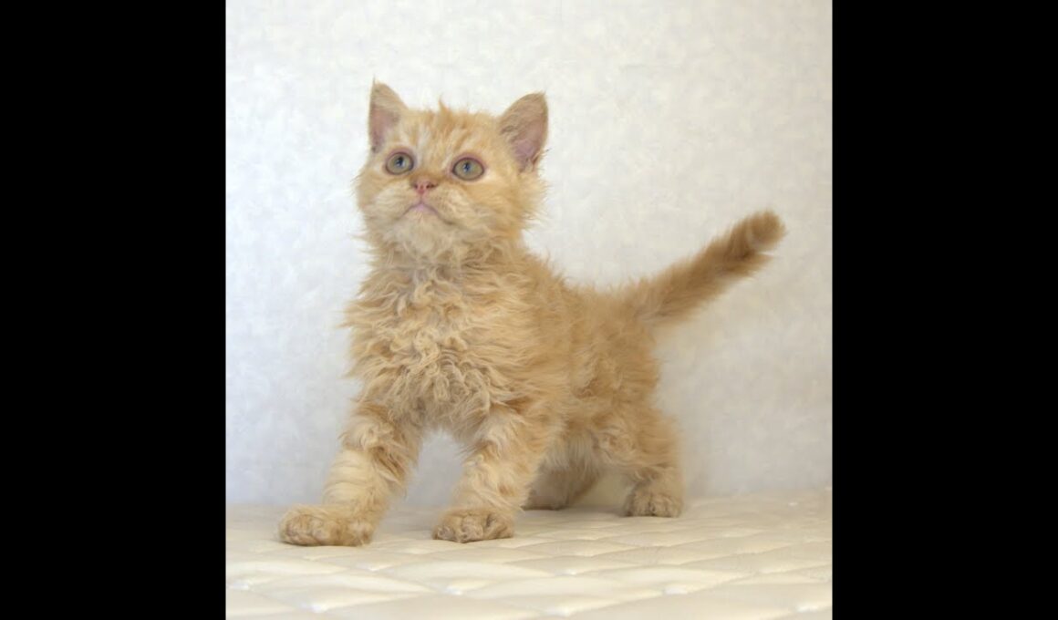 セルカークレックス子猫　Selkirk Rex　2025.5.28産まれ　レッドタビー　巻き毛　セミロング　男の子　シーダキャット猫のお店