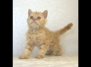 セルカークレックス子猫　Selkirk Rex　2025.5.28産まれ　レッドタビー　巻き毛　セミロング　男の子　シーダキャット猫のお店