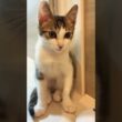 ちょこんと座ってる姿がかわいいキジ白子猫の紬ちゃん #子ネコ #子猫の成長動画 #猫のいる暮らし