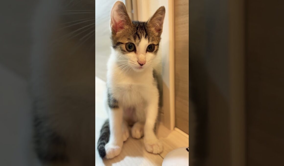 ちょこんと座ってる姿がかわいいキジ白子猫の紬ちゃん #子ネコ #子猫の成長動画 #猫のいる暮らし