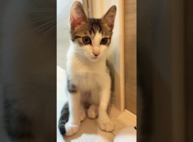 ちょこんと座ってる姿がかわいいキジ白子猫の紬ちゃん #子ネコ #子猫の成長動画 #猫のいる暮らし