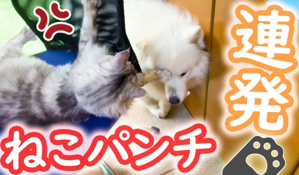 暴れすぎてメインクーンに怒られるサモエド