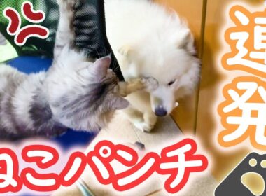 暴れすぎてメインクーンに怒られるサモエド