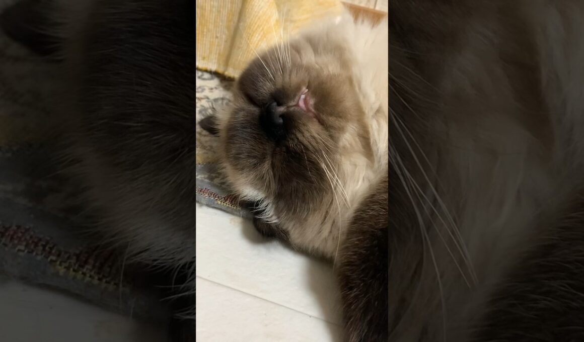 何！？！？ #猫 #ヒマラヤン #猫のいる生活 #猫のいる暮らし #shorts