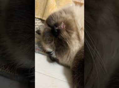 何！？！？ #猫 #ヒマラヤン #猫のいる生活 #猫のいる暮らし #shorts