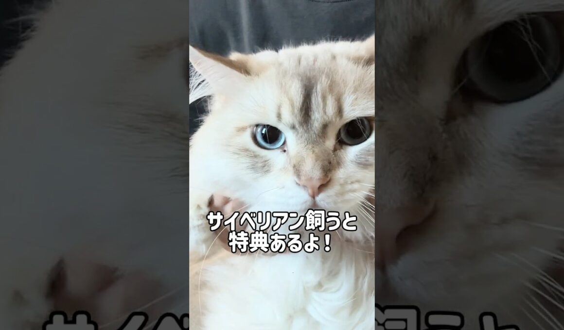 サイベリアン飼うとこうなる🙀🌀