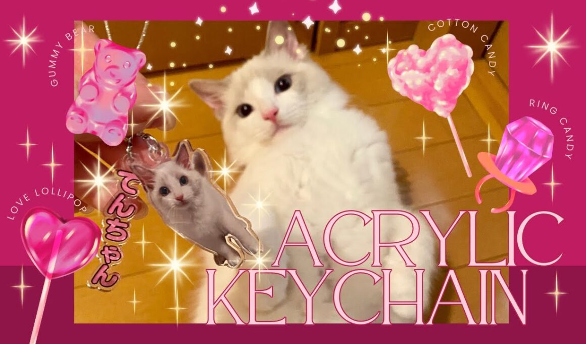 アクキーに喜ぶラグドールのてんちゃん