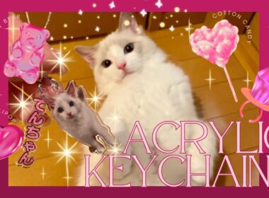 アクキーに喜ぶラグドールのてんちゃん