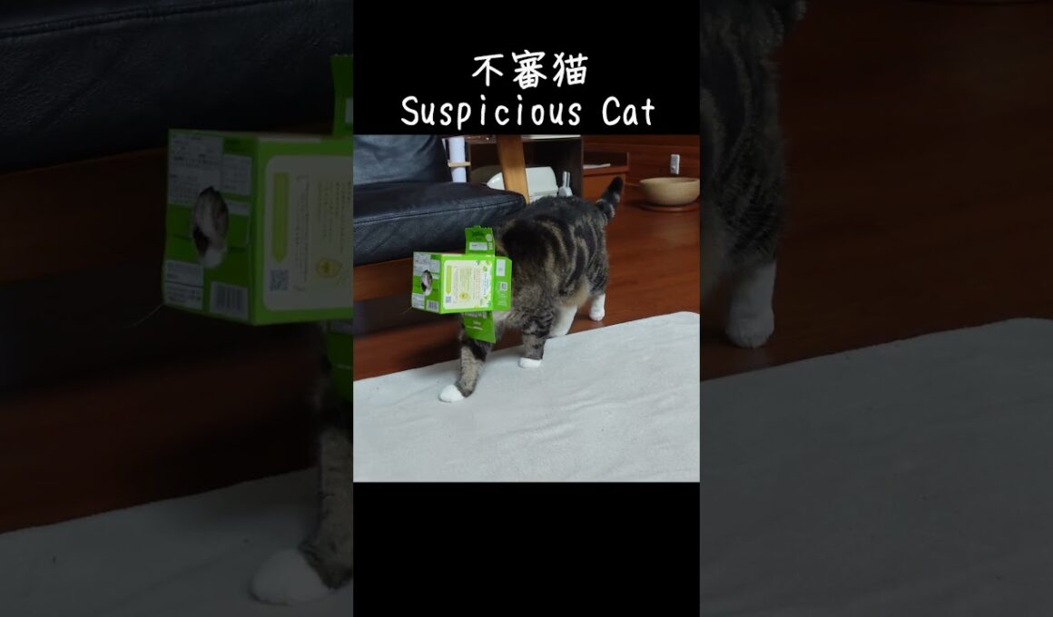 不審猫。-Suspicious Cat.- #Shorts