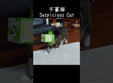 不審猫。-Suspicious Cat.- #Shorts