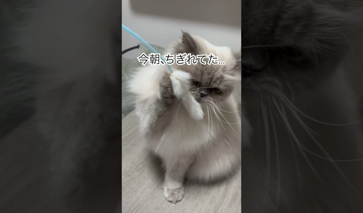 猫なので猫じゃらしが大好きなヒマラヤンのマーベル🐈 #うちのにゃんこ #ヒマラヤン #マーベル #cat #shorts