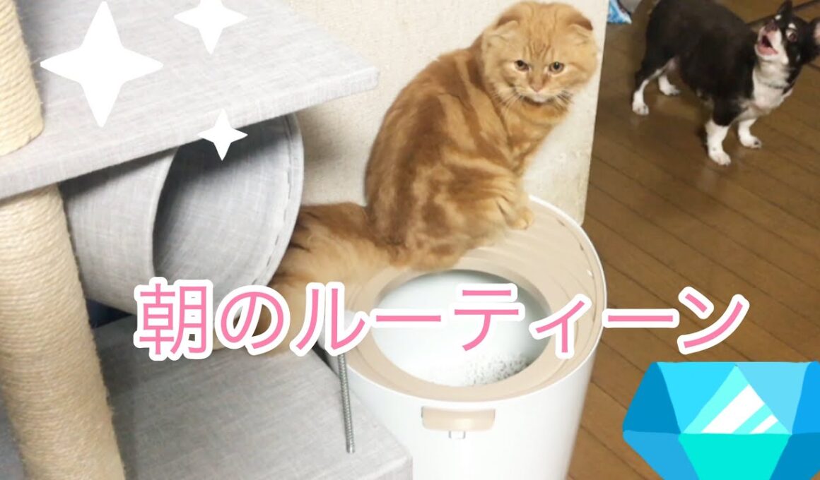 106日目 朝のルーティーン スコティッシュフォールド チワワ