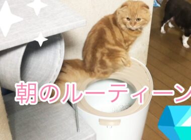 106日目 朝のルーティーン スコティッシュフォールド チワワ