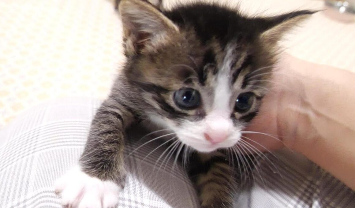 アクロバティックな子猫が足ブランコで大はしゃぎ【赤ちゃん猫　保護猫】