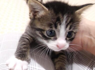 アクロバティックな子猫が足ブランコで大はしゃぎ【赤ちゃん猫　保護猫】