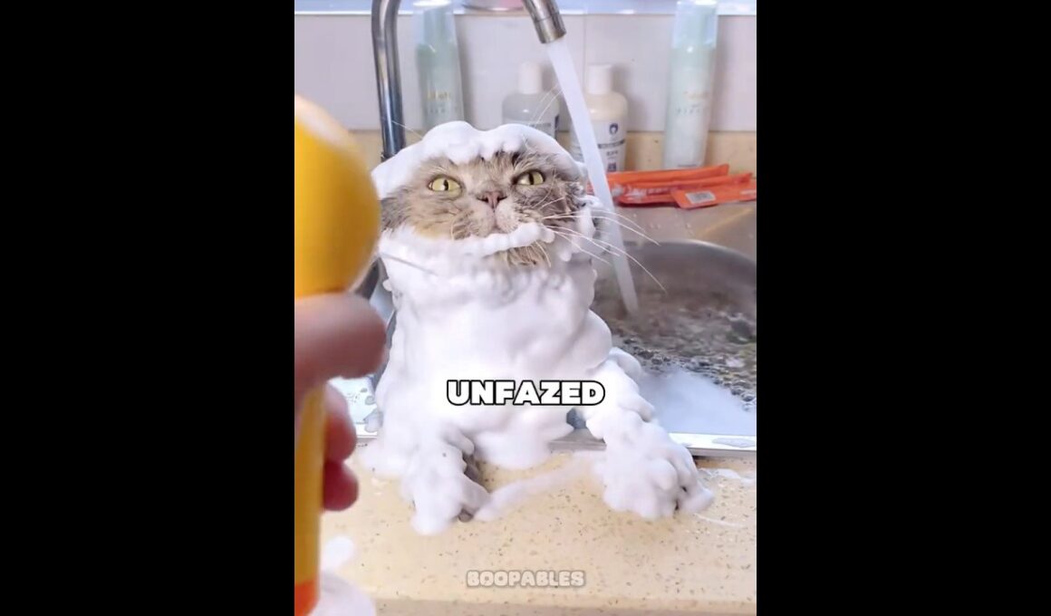 This Cat LOVES Baths! #shorts
