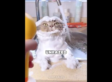 This Cat LOVES Baths! #shorts