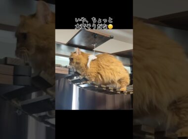 キャットウォークで遊ぶ猫がかわいすぎる #shorts #猫 #ねこ #cat #ミヌエット