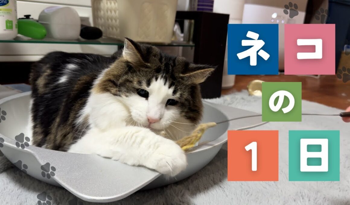 猫の一日～猫様の毎日のルーティーン～#猫のいる暮らし #ノルウェージャンフォレストキャット #ペットのいる生活 #ねこ
