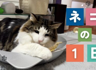 猫の一日～猫様の毎日のルーティーン～#猫のいる暮らし #ノルウェージャンフォレストキャット #ペットのいる生活 #ねこ